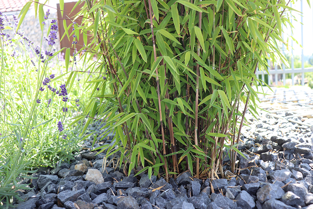 vulc2 Kompakter Bambus, Fargesia nitida Volcano