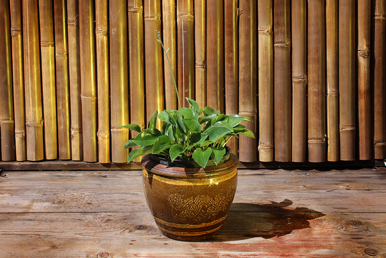 IMG_0032 Blaugrüne Zwergfunkie, Hosta tokudama Blue Cadet