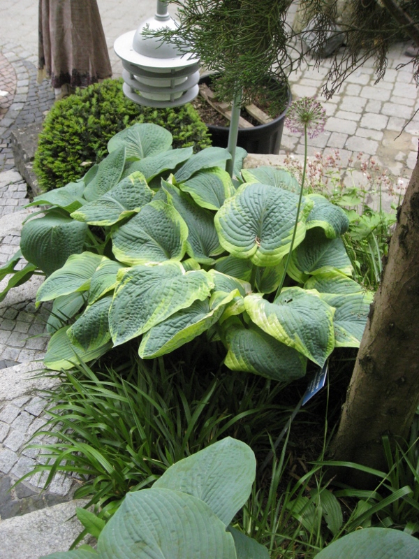 hosta-frances_1 Blaue Gelbrand-Funkie, Hosta sieboldiana Frances Williams