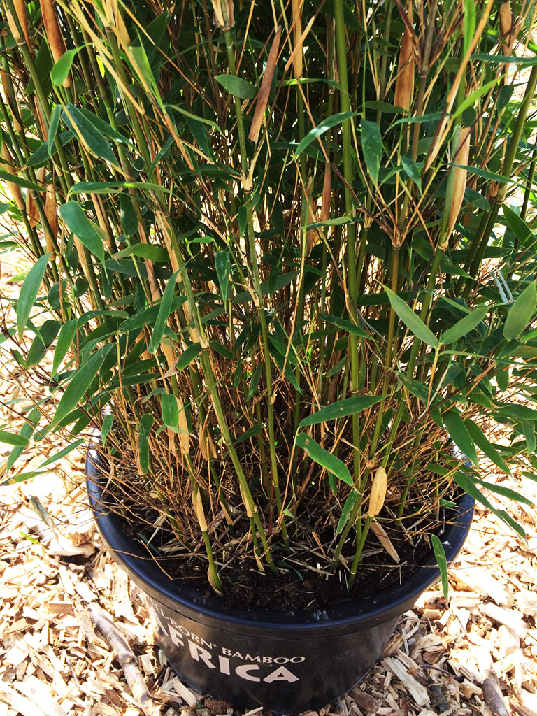 PHOTO-2021-04-26-11-40-45 Fargesia Malachite Monkey