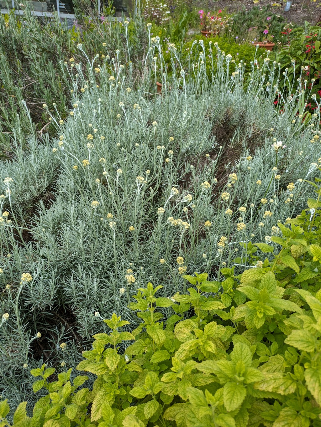 Helichrysum2 Currykraut, Helichrysum italicum