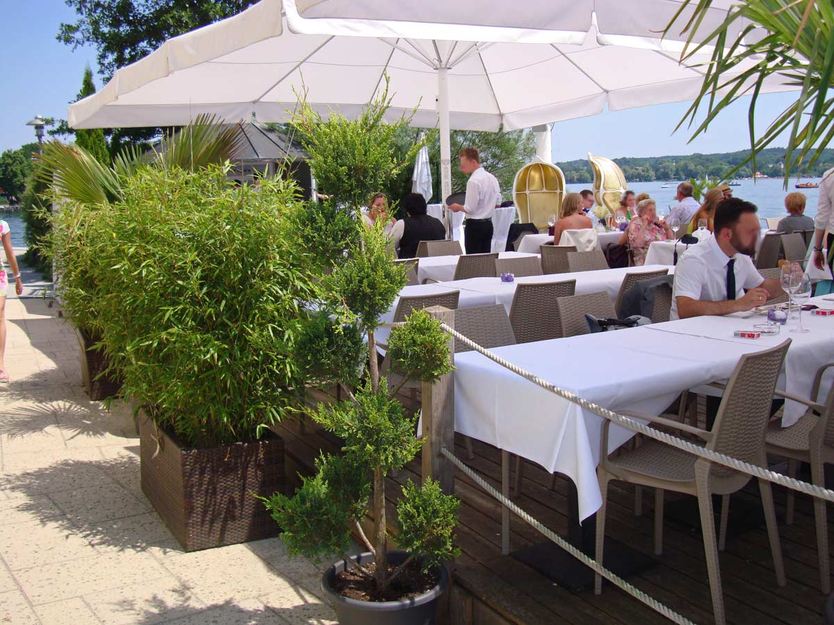 Fargesia-Rufa-Balkon-Terasse-3-Bambuswald Universaler Gartenbambus Fargesia rufa