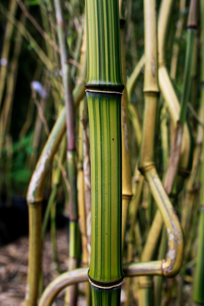 Phyllostachys aureosulcata Argus