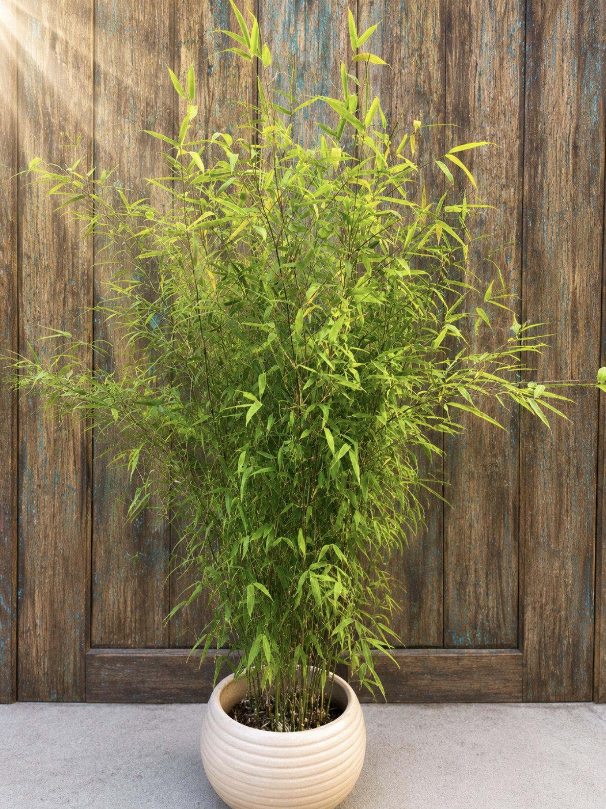 Kleiner Drachenbambus, Fargesia 'Little Dragon'