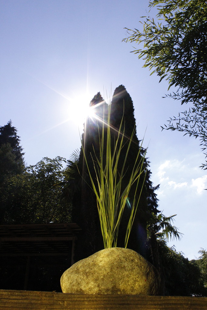 _MG_0093 Gestreiftes Reitgras - Calamagrostis acutiflora Overdam