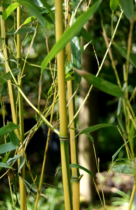 phyllostachys-bissetii-bambuswald-3 Grüner Bambus, Phyllostachys bissetii