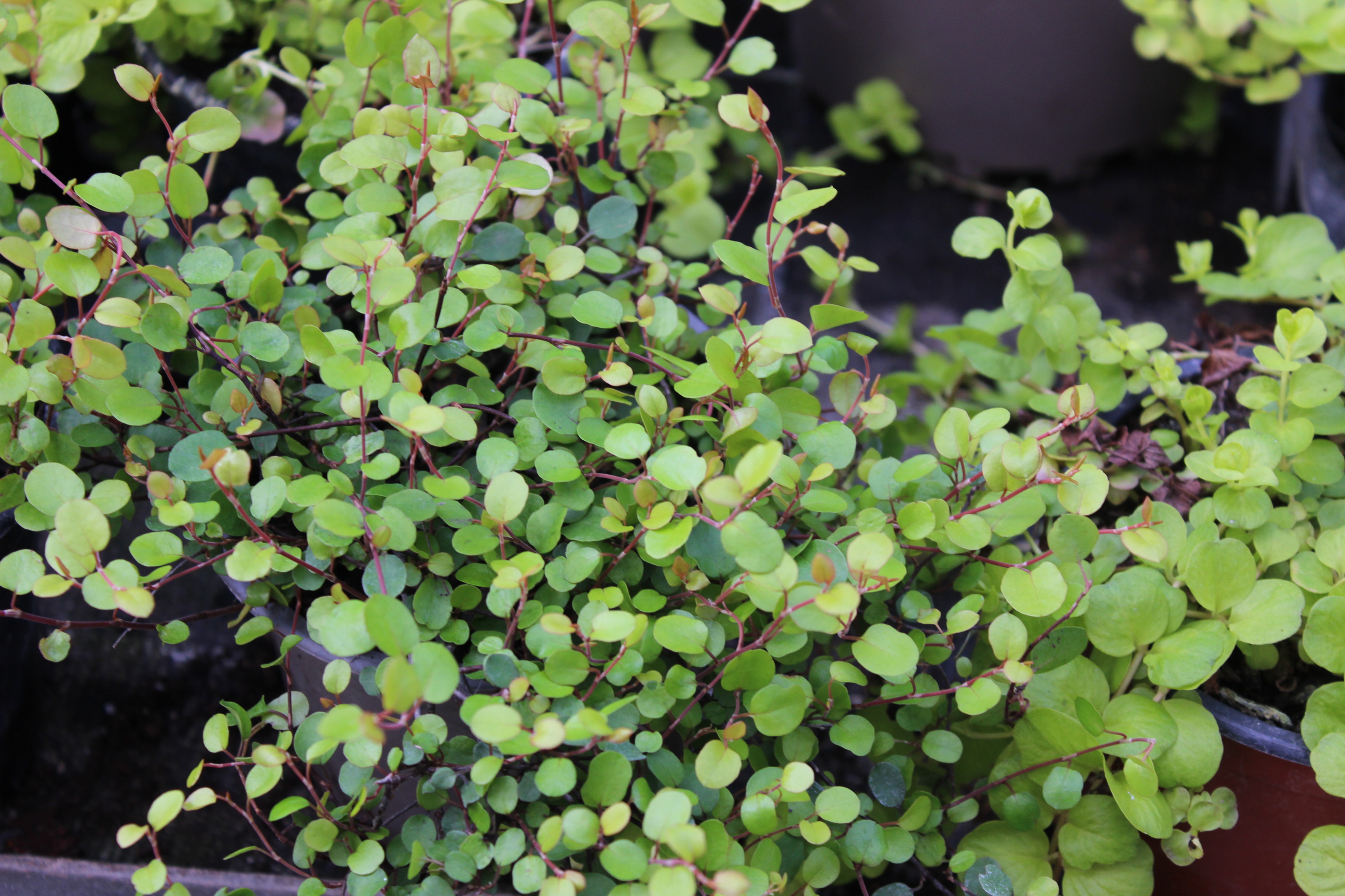 Muehlenbeckia4 Mühlenbeckie, Muehlenbeckia complexa