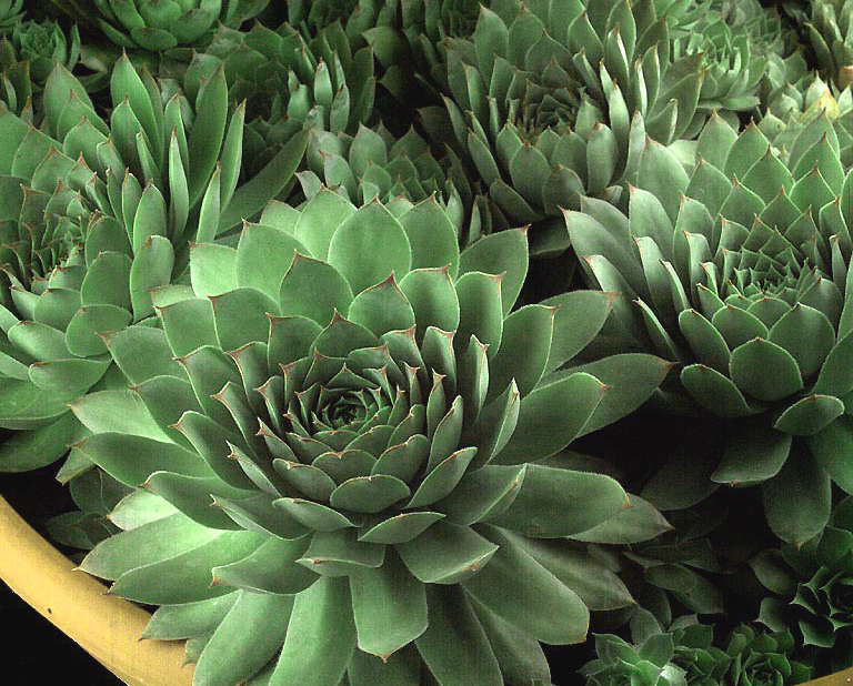 sempervivum-dachwurz-5 Dachwurz, Sempervivum in Sorten