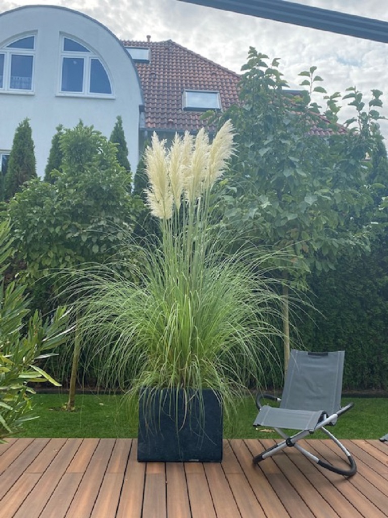 Cortaderia-weissgh0eJ7pSyXZf7 Pampasgras weiß, Cortaderia selloana