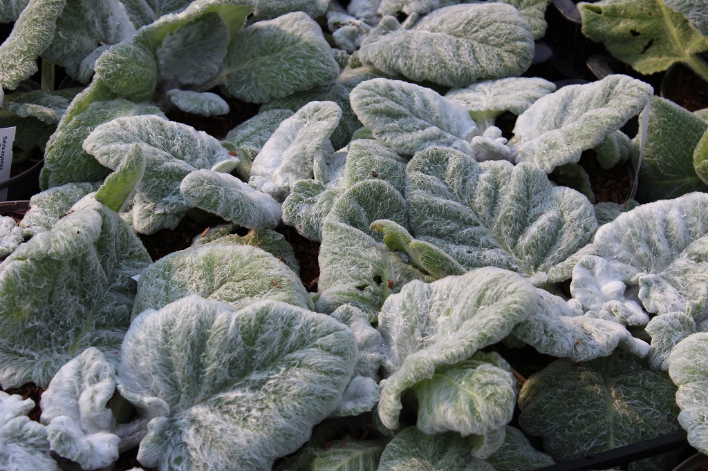 Silberblatt-Salbei - Salvia argentea