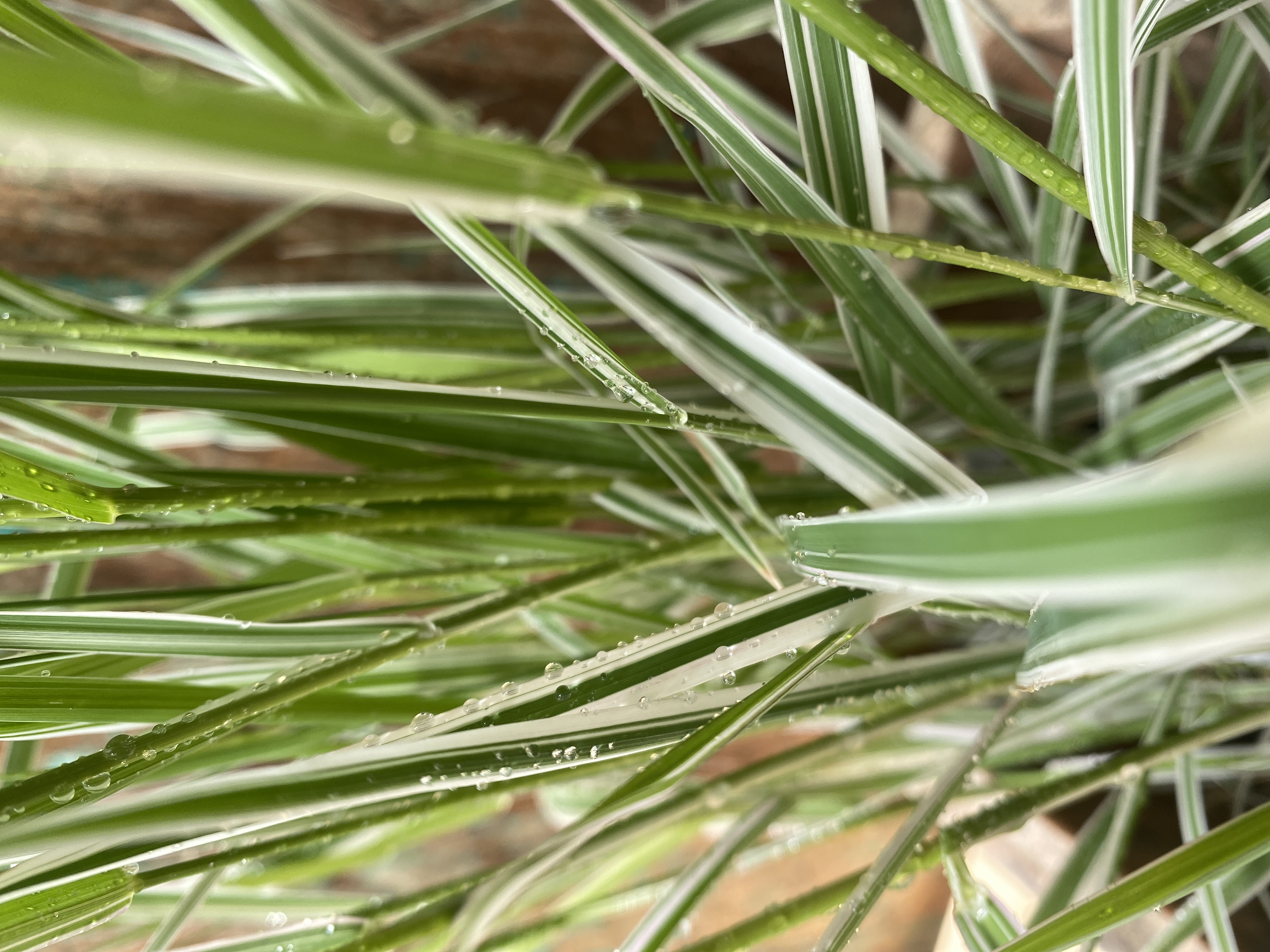 Buntblättriges Gartensüßgras, Glyceria maxima Varigata