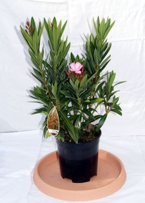 oleander_rosa Oleander, Nerium oleander