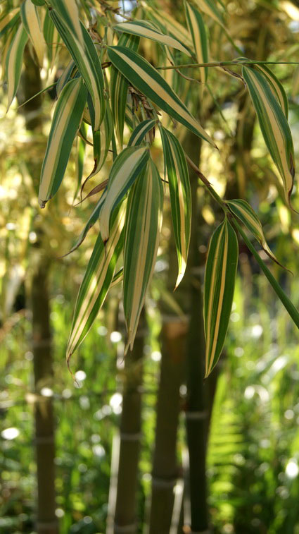 phyllostachys-pubescens-edulis-summer-snow-baetter