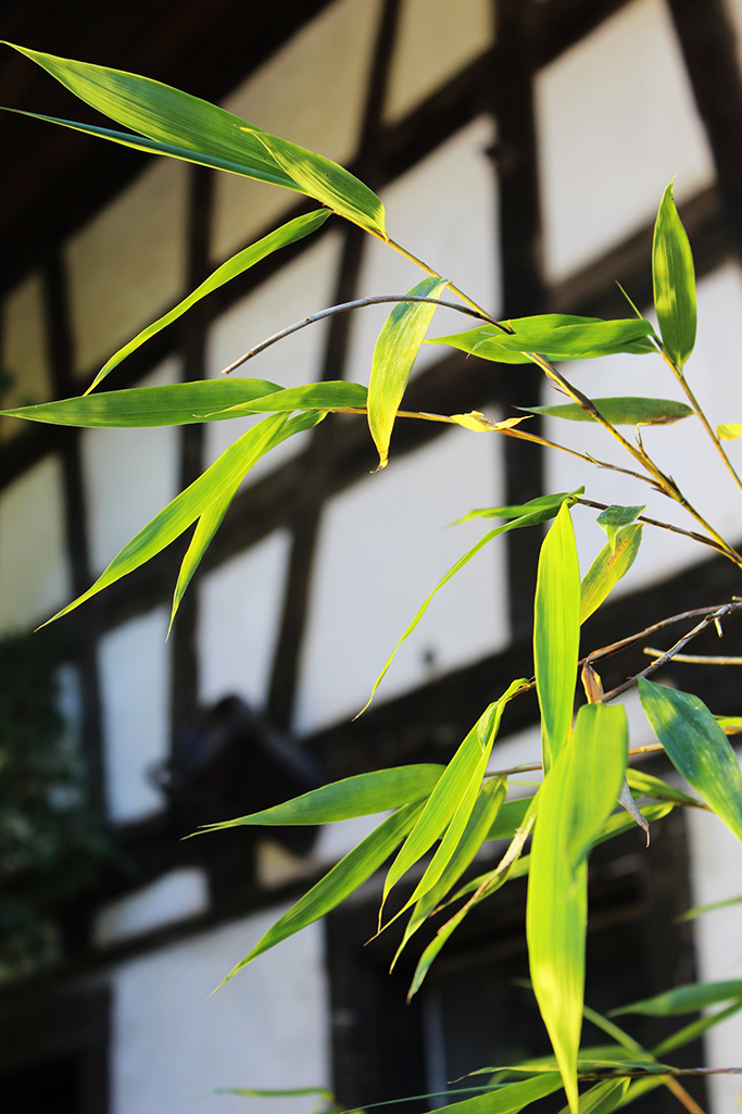 IMG_0024 Fargesia robusta Robusta