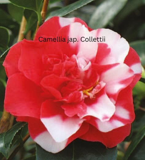 Camellia japonica weiß-rot, Kamelien mit weiß-roten Blüten (zweifarbig) Camellia japonica weiß-rot, Kamelien mit weiß-roten Blüten (zweifarbig)