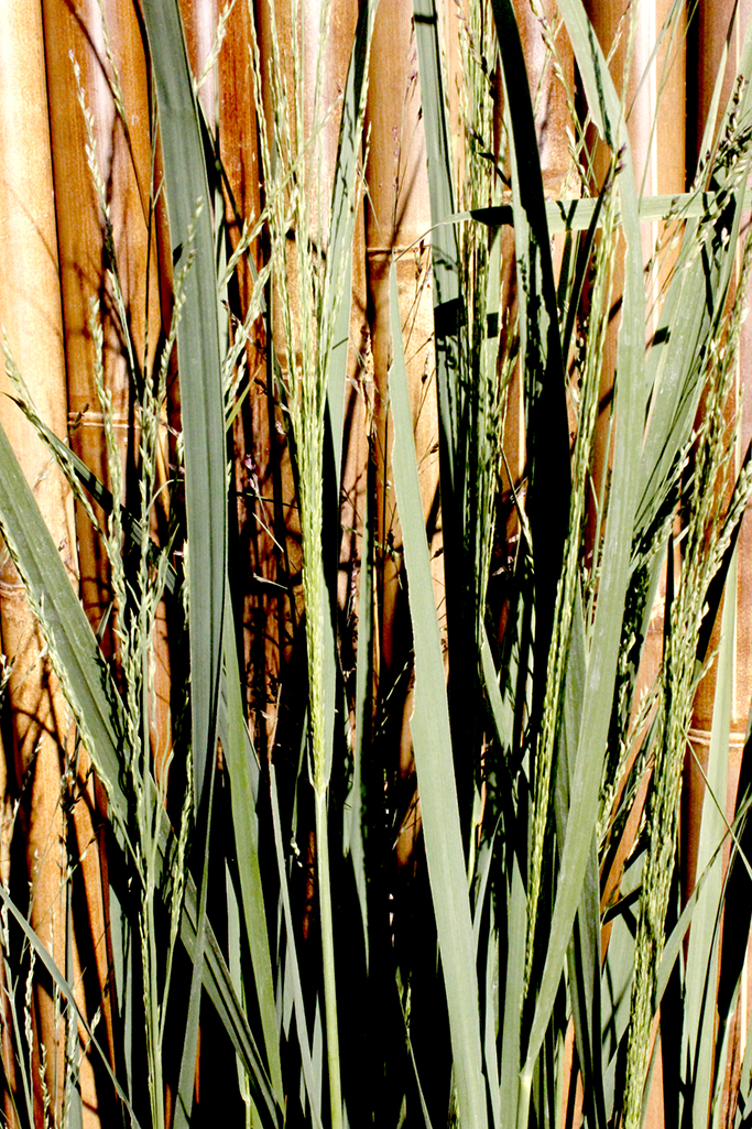 panicum-nordwindlTORExlxc6e7R Riesen Rutenhirse, Panicum virgatum Nordwind