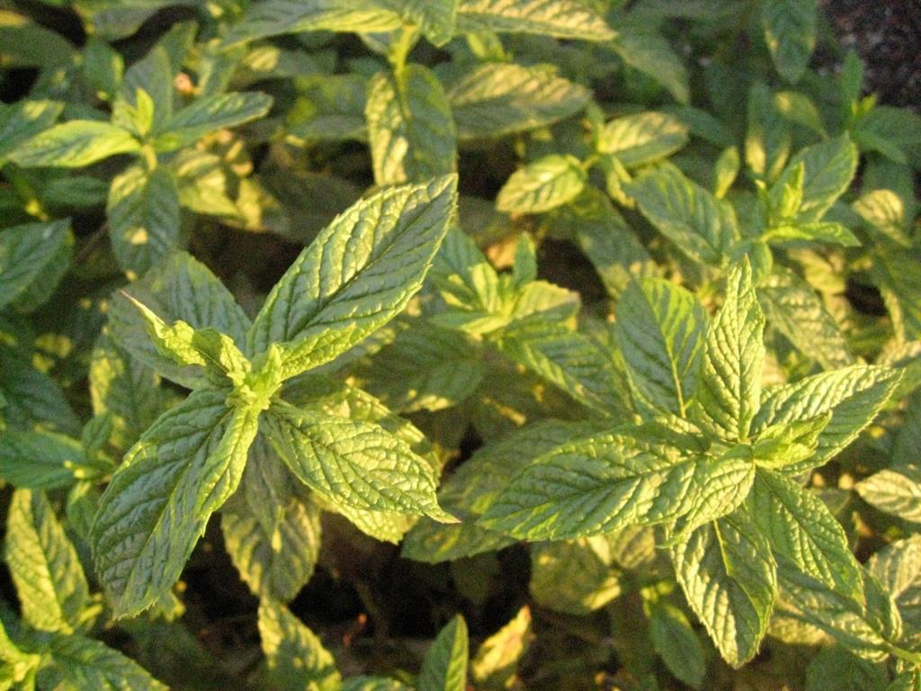 menta-piperita-kr-uter Pfefferminze, Mentha piperita