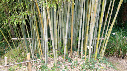 phyllostachys-nigra-henonis-bambuswald-3 Goldhaar Bambus, Phyllostachys nigra Henonis