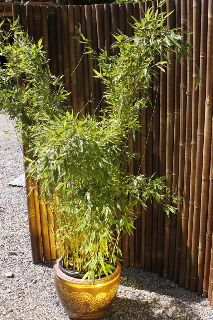 Fargesia-denudata1eUhosjwJHbpeO Pandabambus, Fargesia denudata