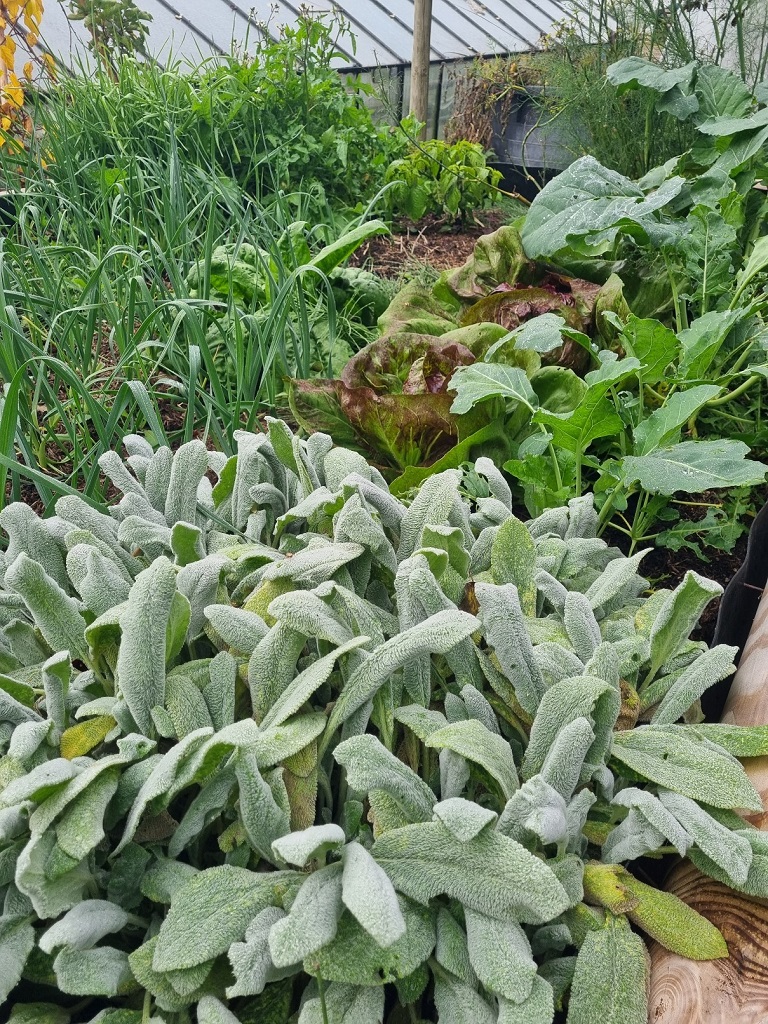 Muskateller-Salbei, Salvia sclarea