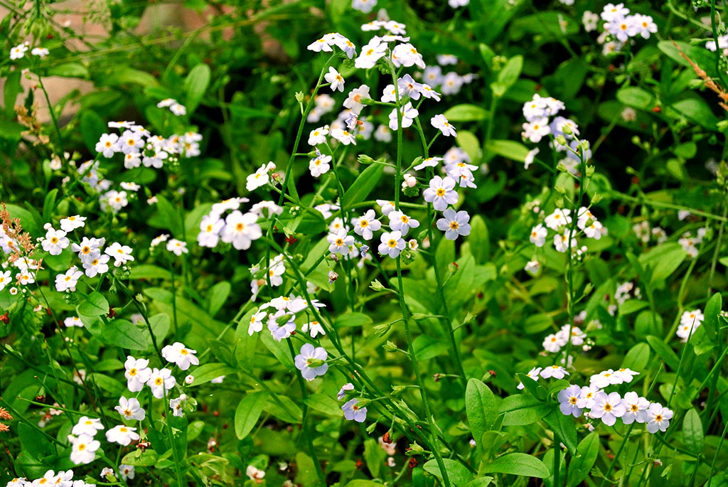myosotis-palustris Myosotis palustris, Sumpf-Vergissmeinnicht