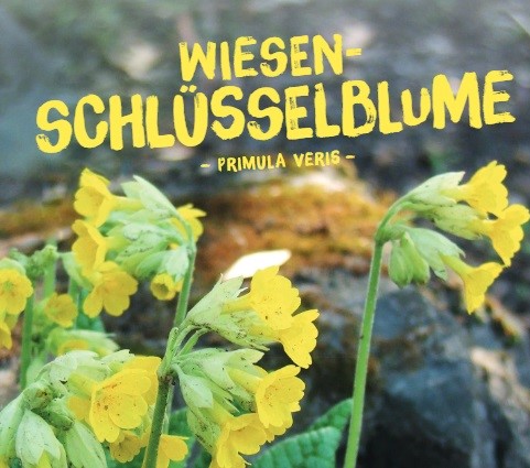 Primula-VerisuAnITqfXkX4j1 Wildpflanzen Paket Balkonkasten