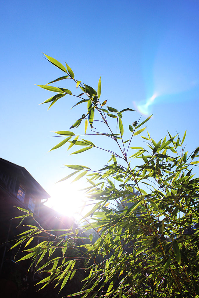 IMG_0010ujNX9vSl5RyjE Fargesia robusta Robusta