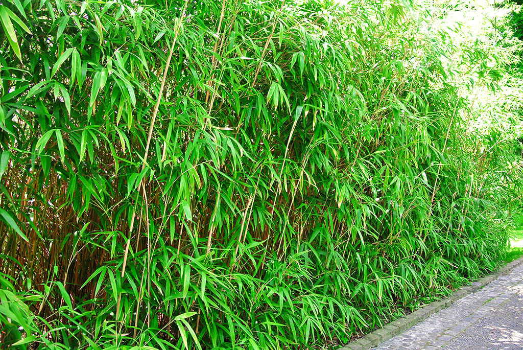 pseudosassa-hecke Pfeil Bambus, Pseudosasa japonica