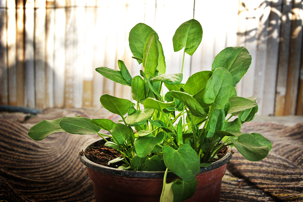 Rumex-Acetosa Sauerampfer, Rumex acetosa