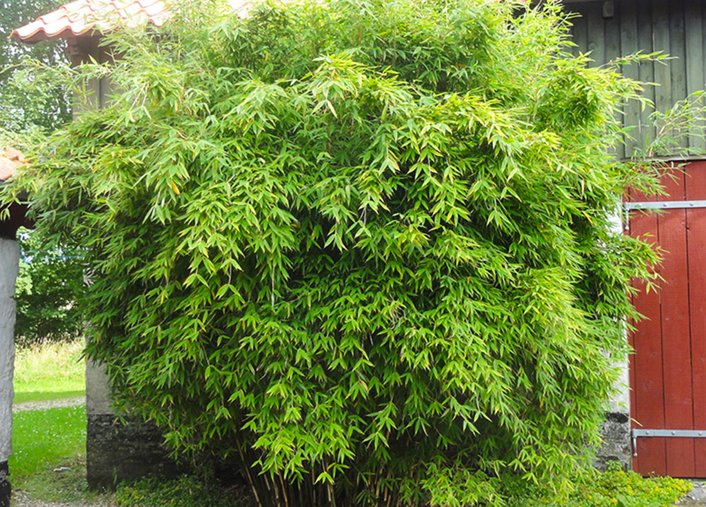 Dino Riesen Gartenbambus, Fargesia murielae Dino