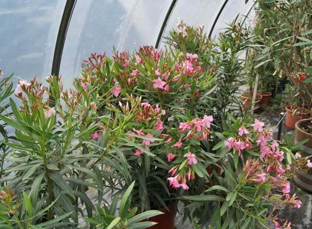 nerium_oleander_bambuswald2 Oleander, Nerium oleander