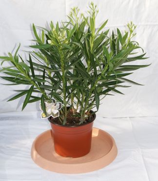 oleander_weiss Oleander, Nerium oleander