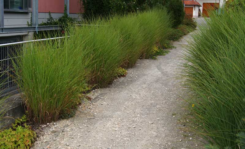 miscanthus-sinensis-gracillimus-stachschweingras-bambuswald1 Chinaschilf Eulalia, Miscanthus sinensis gracillimus