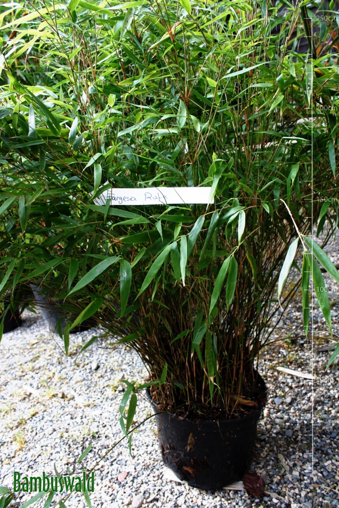 Fargesia-Rufa-683x1024 Universaler Gartenbambus Fargesia rufa