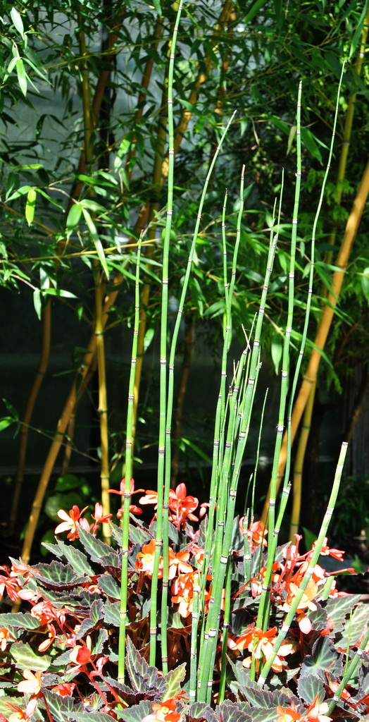schachtelhalm2 Riesenschachtelhalm, Equisetum hyemale var. robustum