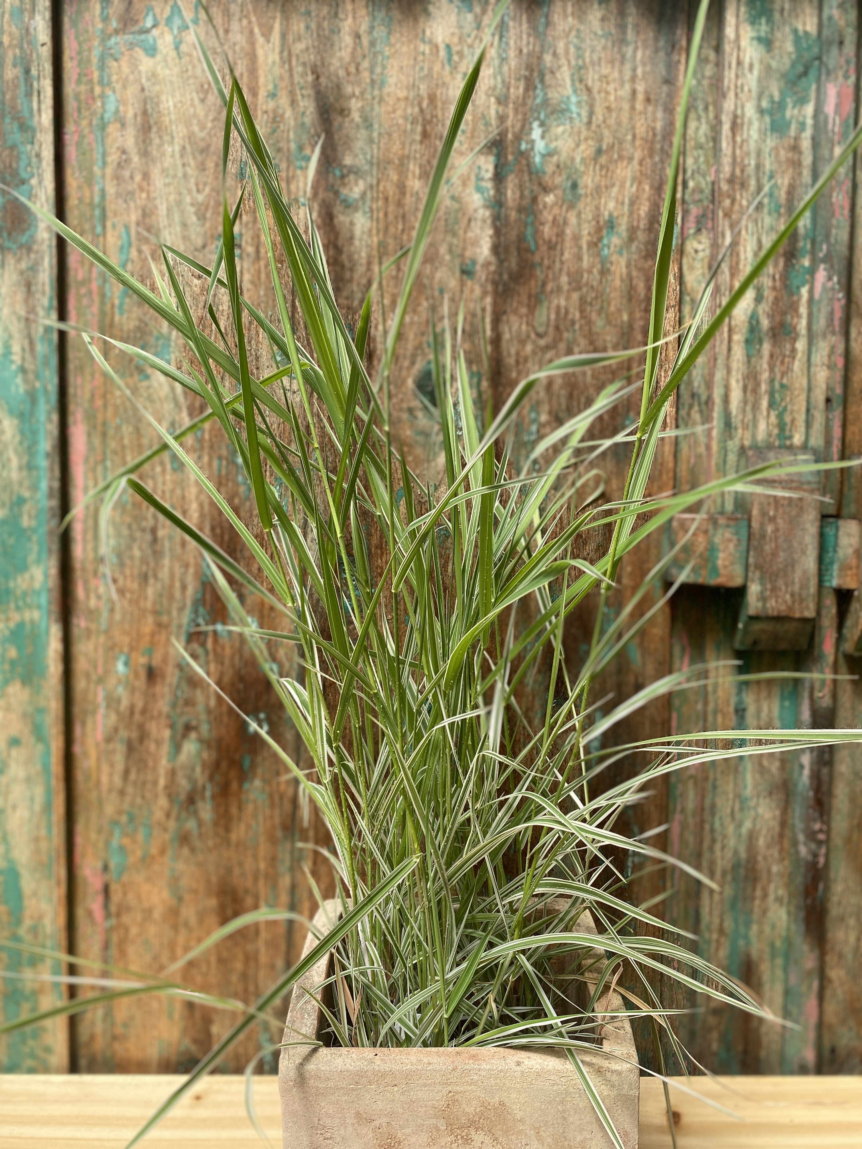 Buntblättriges Gartensüßgras, Glyceria maxima Varigata