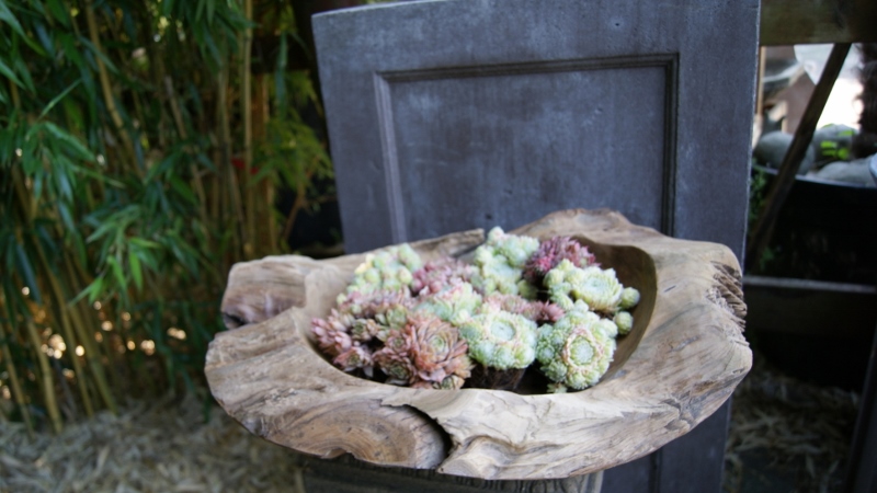 50cm-oval-2-800x450 Teak- Wurzel Schale rund