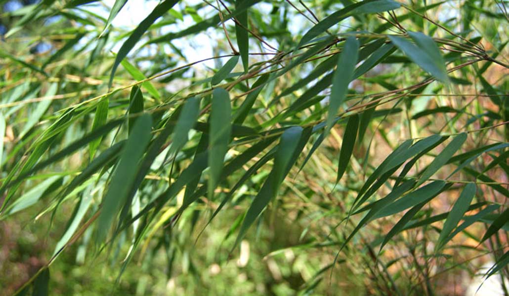 fargesia-scabrida-bambuswald-45342ea1528258 Gartenbambus Fargesia scabrida