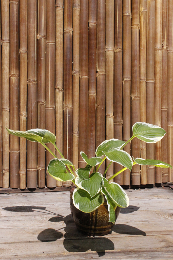 Francee_MG_0006 Weißrand-Funkie, Hosta Hybride Francee