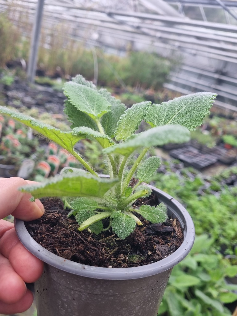 Muskateller-Salbei, Salvia sclarea