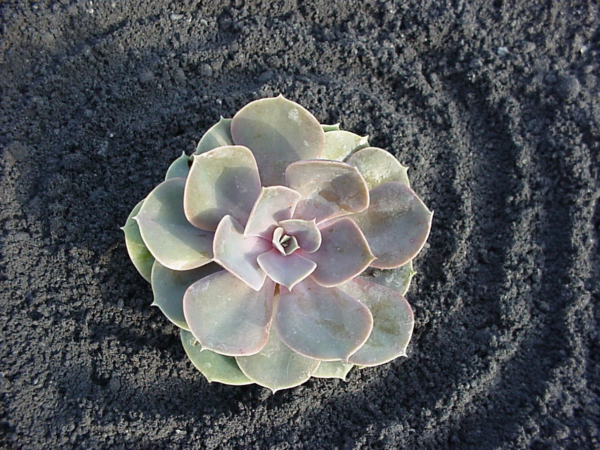 e-gibbiglora-nuernberg Echeveria, Fettblattrosette in 2 Sorten