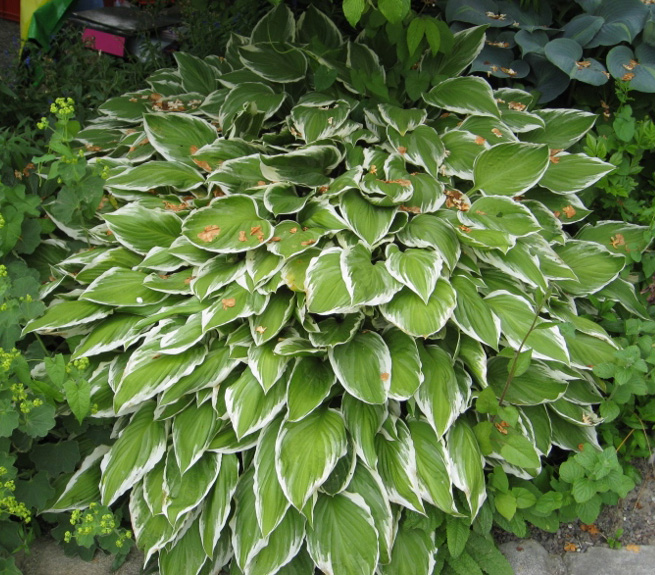 hosta-francee Weißrand-Funkie, Hosta Hybride Francee