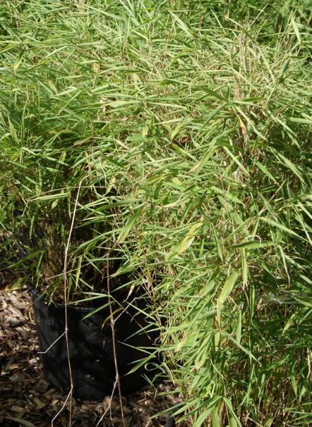 bambustrocken150fc0ab278451