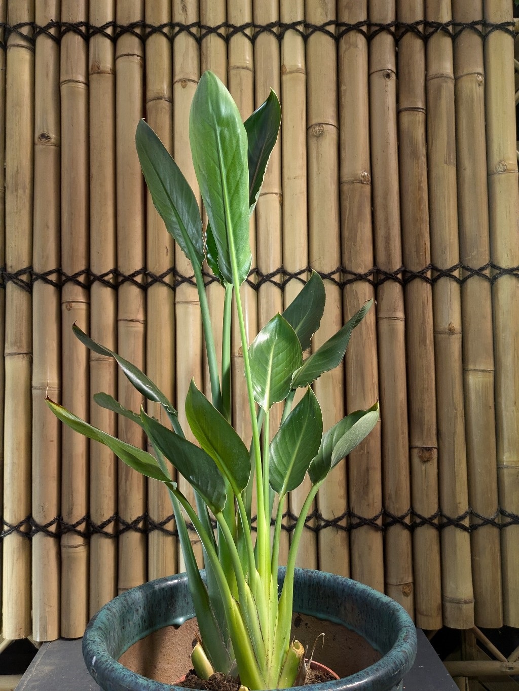 Strelitzia Strelitzia reginae, Paradiesvogelblume