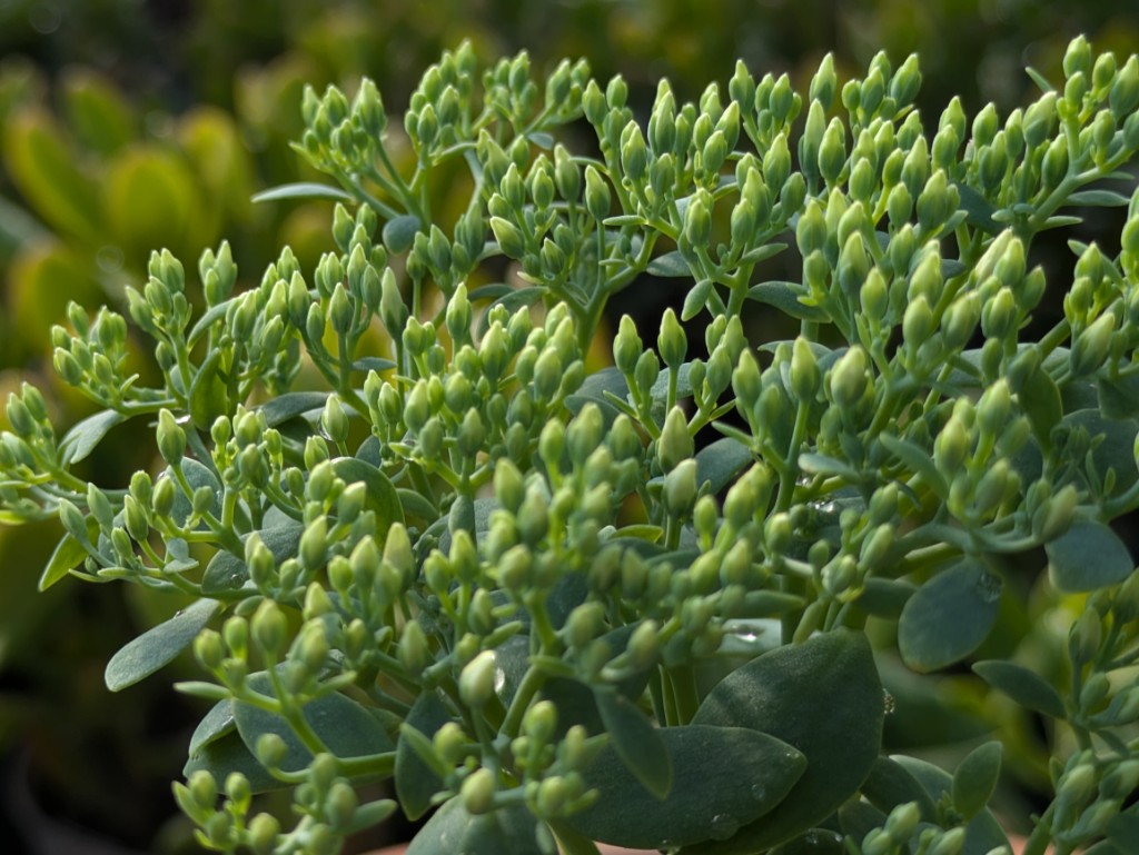 Sedum-telephium-star-dust2 Prächtiges Fettblatt, Sedum spectabile ´Star Dust´