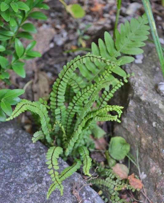 asplenium-trichomanes_bambuswaldtb9 Braunstieliger Streifenfarn, Asplenium trichomanes