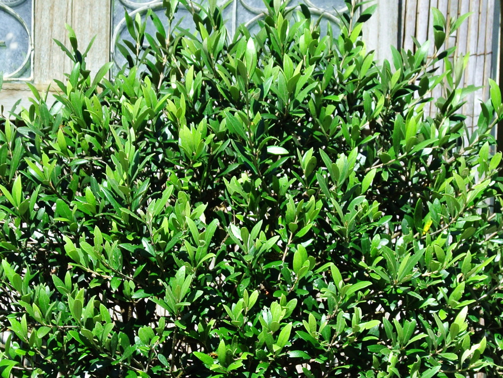 Olive Olivenbaum , Olea europea