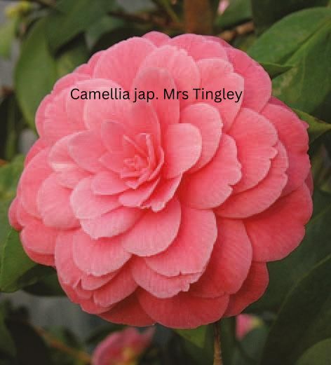 Camellia japonica rosa, Kamelien mit rosa Blüten Camellia japonica rosa, Kamelien mit rosa Blüten