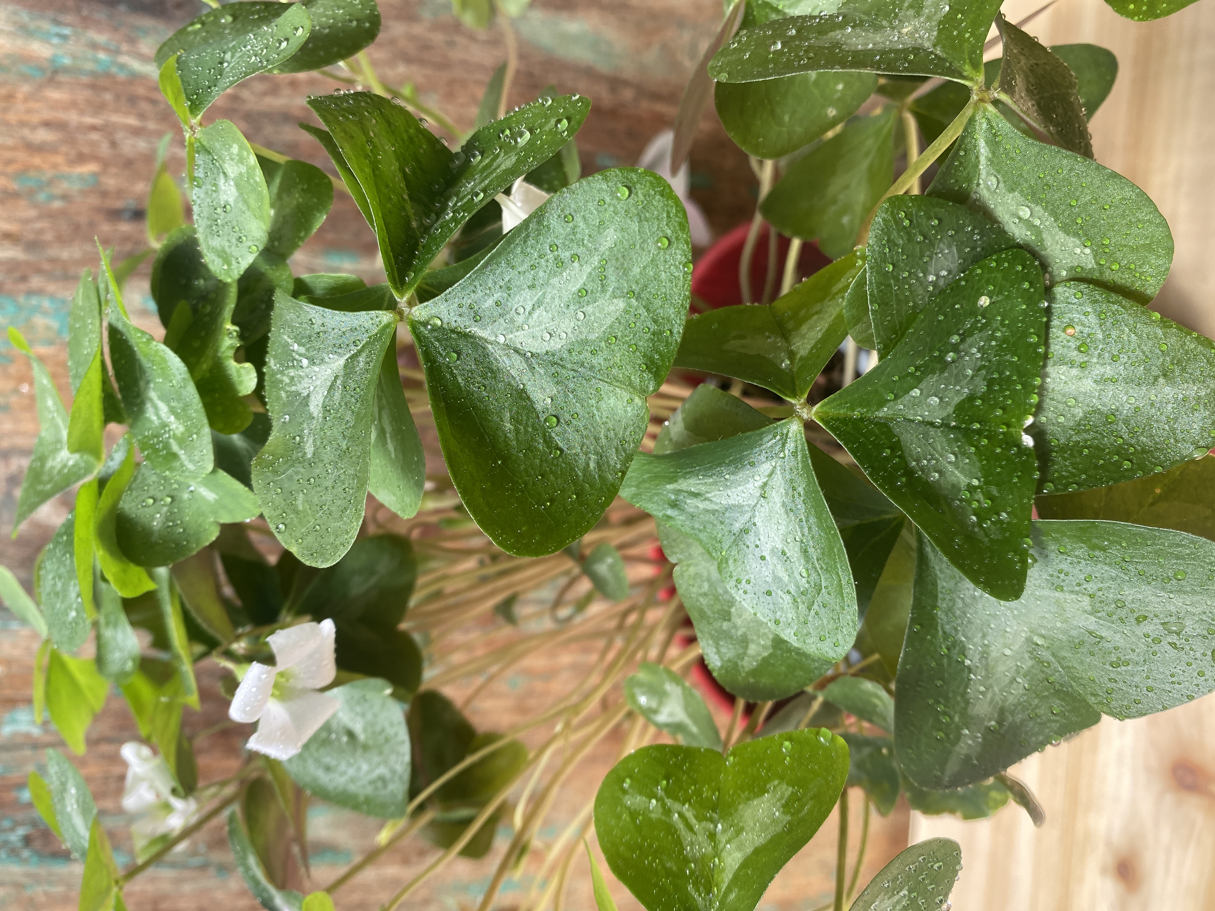 Grüner Klee "Oxalis triangularis"