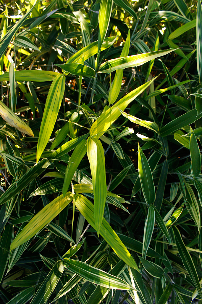 sasa-albostriata-5 Zwergbambus Sasa masamuneana Albostriata